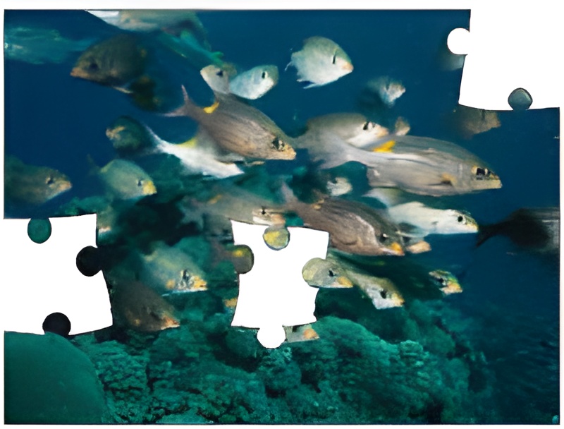 fish puzzles