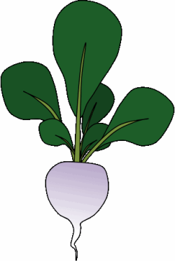 Rapunzel: rapunzel plant