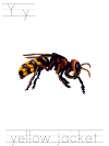 yellow jacket tracer page