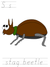 stag beetle tracer page