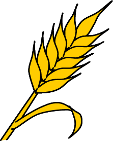 wheat