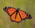 monarch butterflies