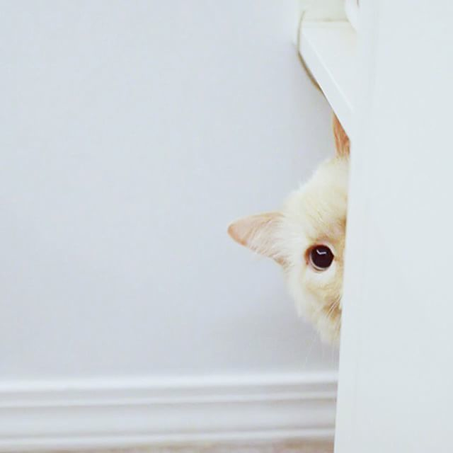 Cat Activities