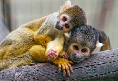 image of a spider monkey puzzle