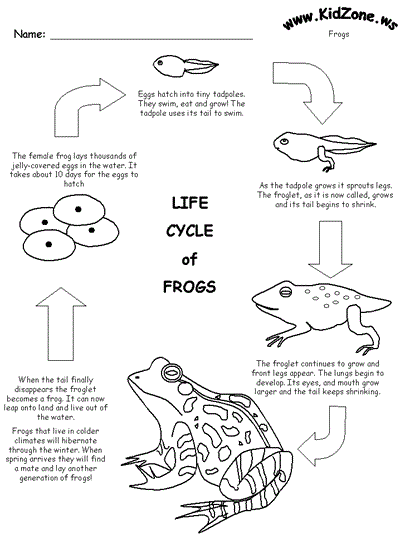 worksheet of the frog lifecycle