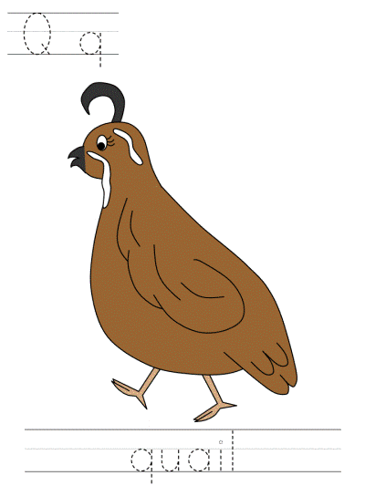 Qq quail tracer page