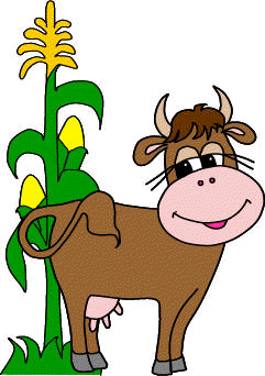 cow in the corn